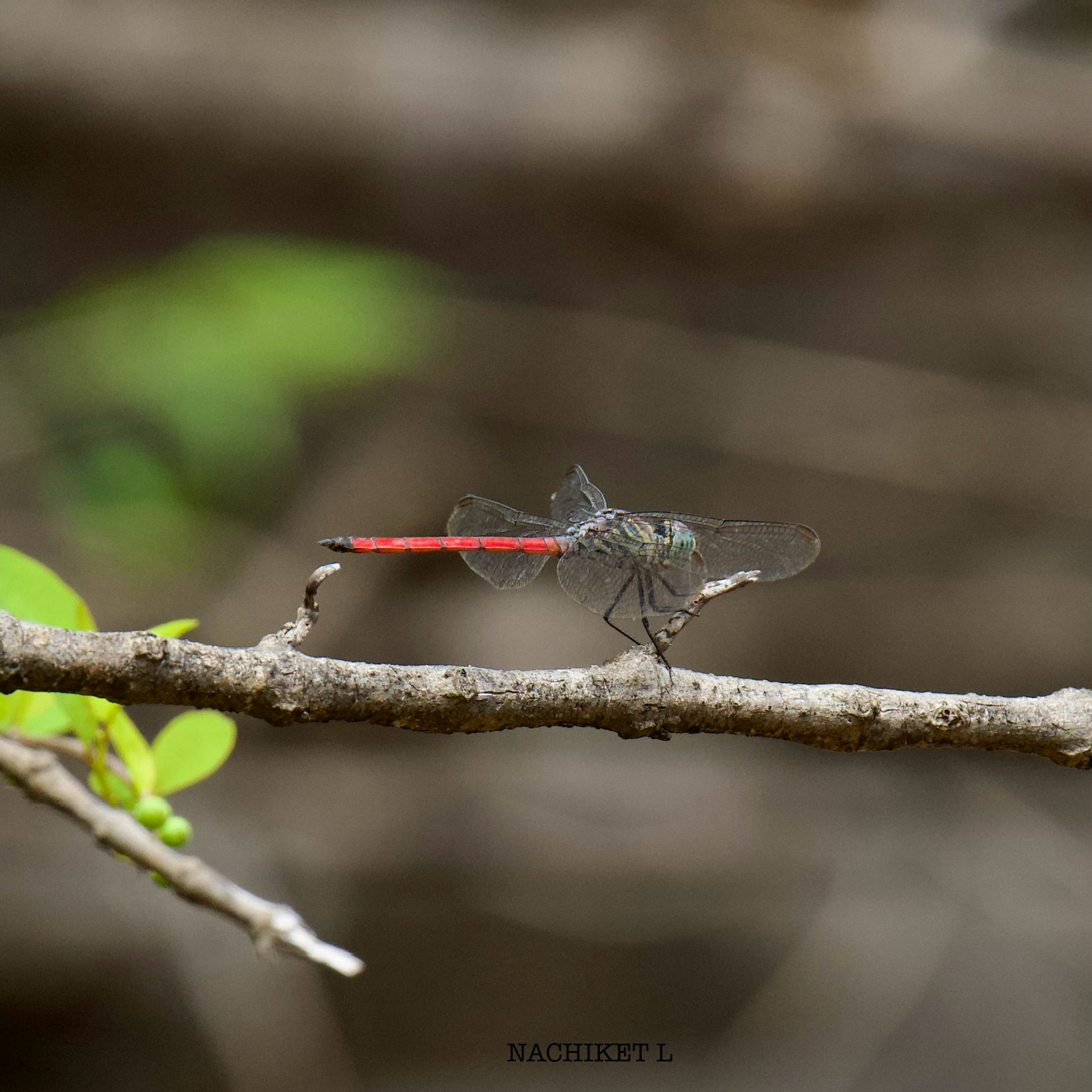 Asiatic Bloodtail