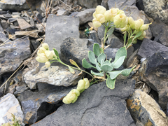 Physaria didymocarpa