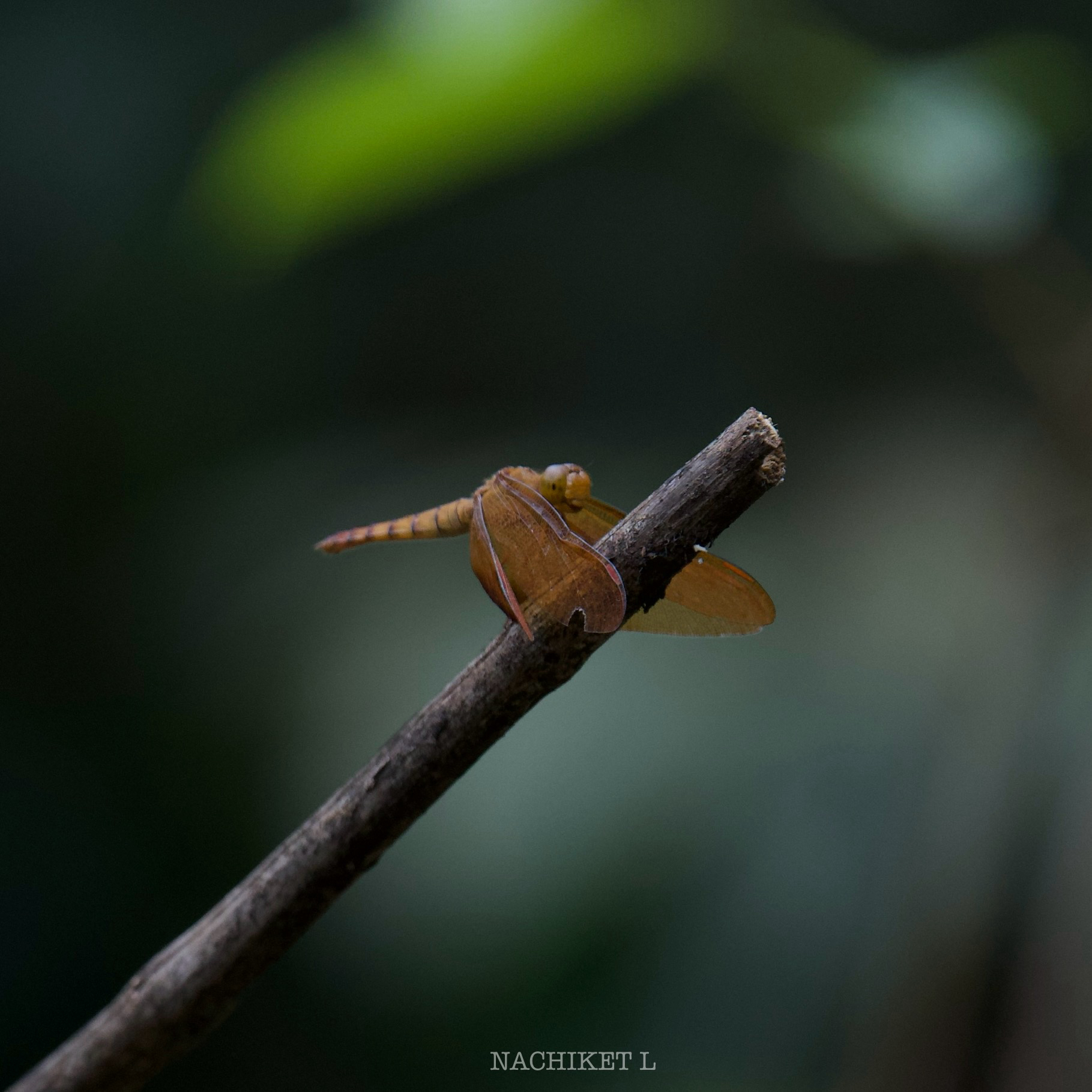Fulvous Forest Skimmer