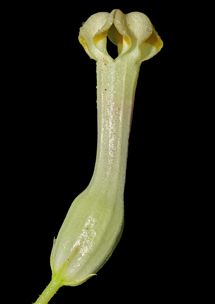 Sahyadri ceropegia