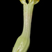 Ceropegia sahyadrica - Photo (c) S.MORE, μερικά δικαιώματα διατηρούνται (CC BY-NC), uploaded by S.MORE