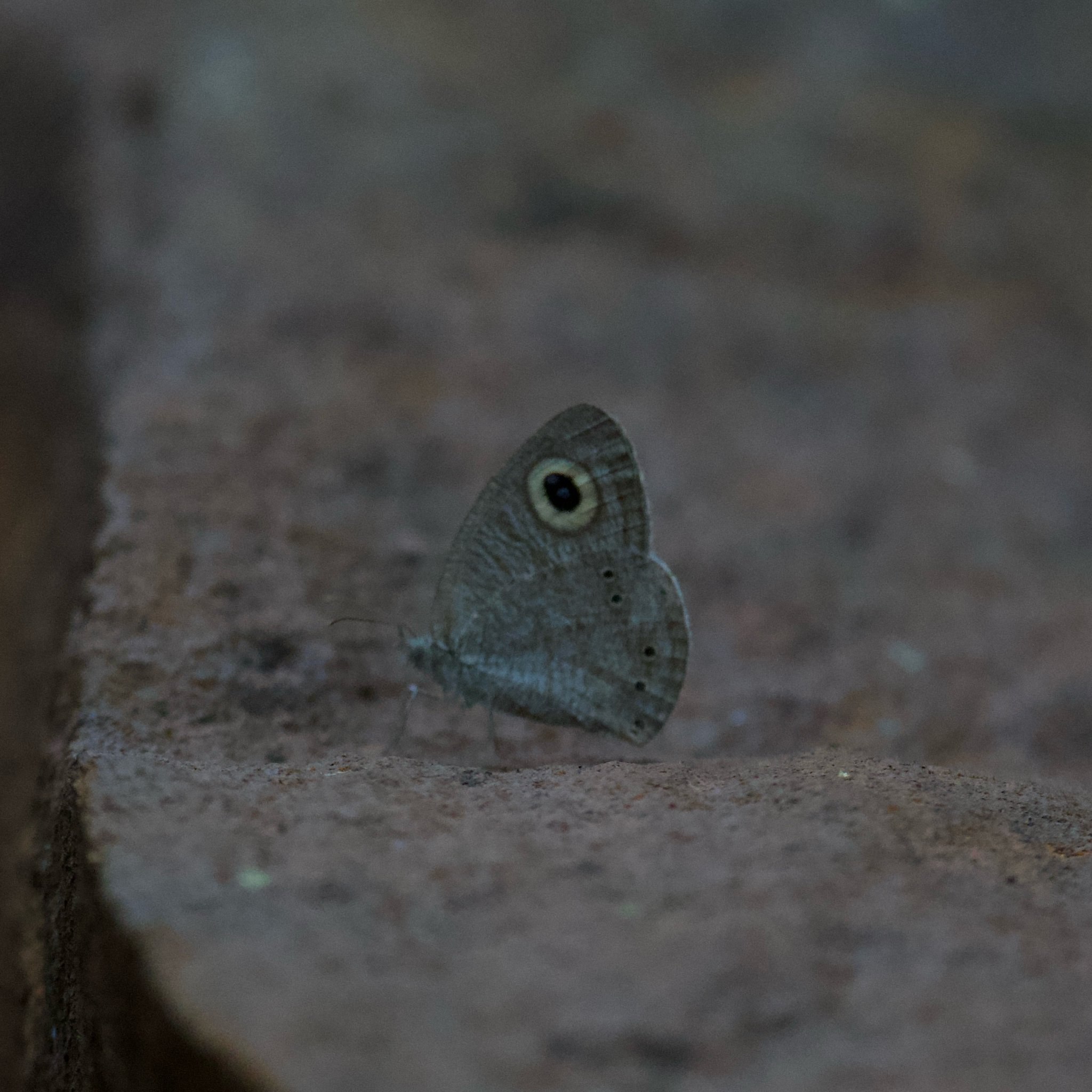 Common Five-Ring