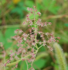 Humulus scandens