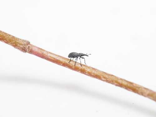 Helianthemapion aciculare