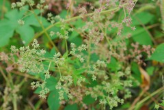 Humulus scandens