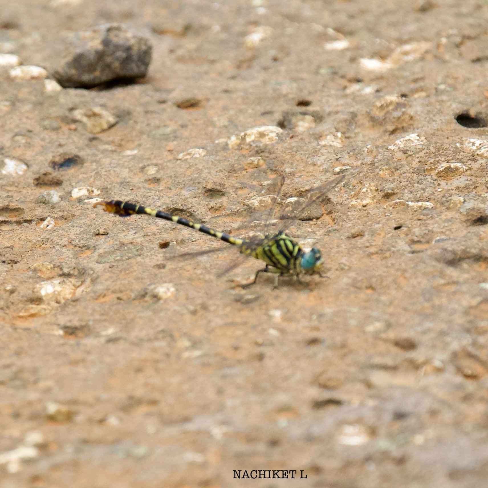 Lined Hooktail