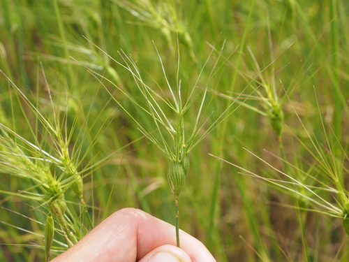 Aegilops neglecta, photograph 3