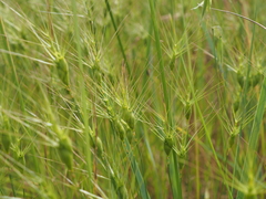 Aegilops neglecta, photograph (c) Augustin Soulard, some rights reserved (CC BY)