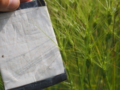 Aegilops neglecta, photograph (c) Augustin Soulard, some rights reserved (CC BY)