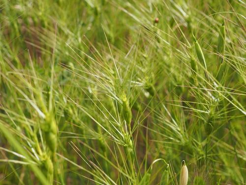 Aegilops neglecta, photograph 6