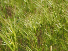 Aegilops neglecta, photograph (c) Augustin Soulard, some rights reserved (CC BY)