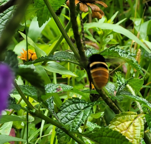 Photo of Belted Orchid bee (Eulaema cingulata)