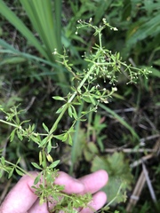 Galium asprellum