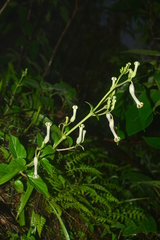 Ceropegia sahyadrica