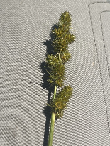 Yellowfruit sedge (Carex annectens)