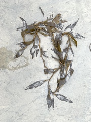 Macrocystis pyrifera