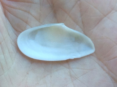 Megangulus bodegensis