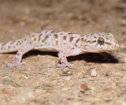 gekón krátkoprstý (Hemidactylus turcicus)