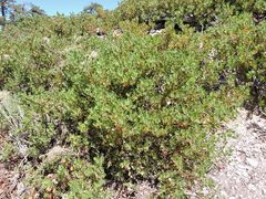 Arctostaphylos parryana