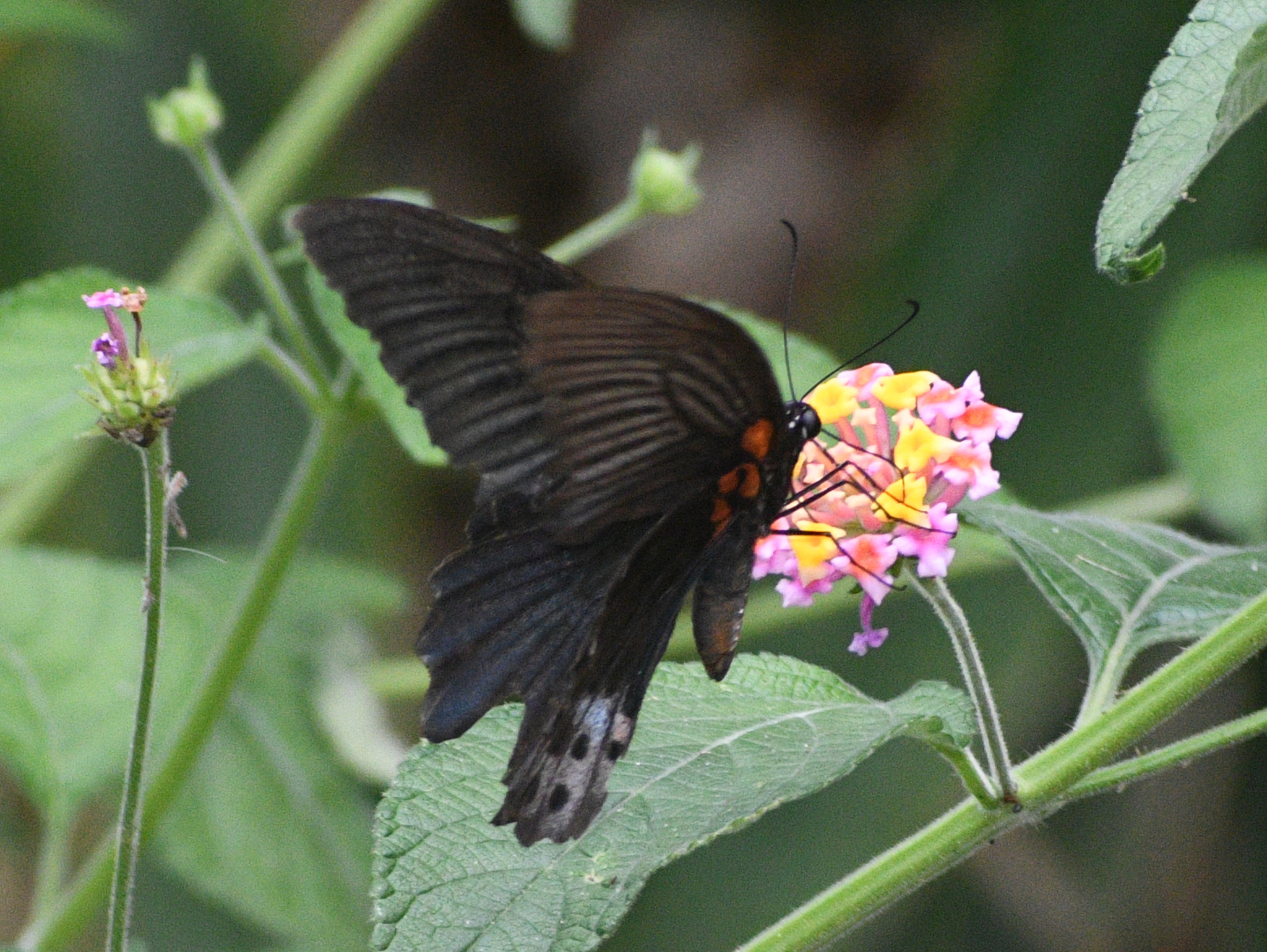 Island Mormon