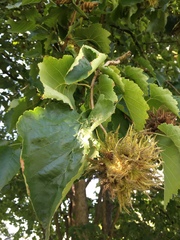 Corylus ferox