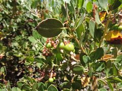 Arctostaphylos parryana