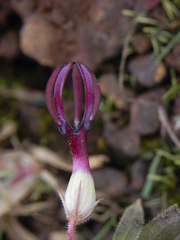 Ceropegia jainii