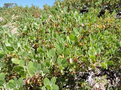 Arctostaphylos parryana