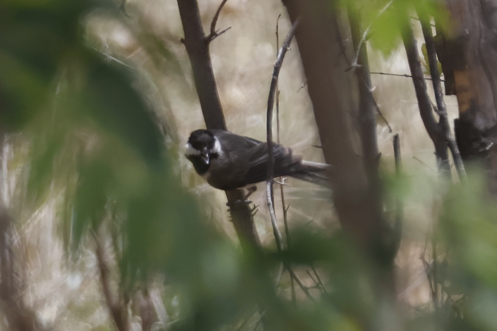 Sombre Tit (Poecile lugubris), photo 6