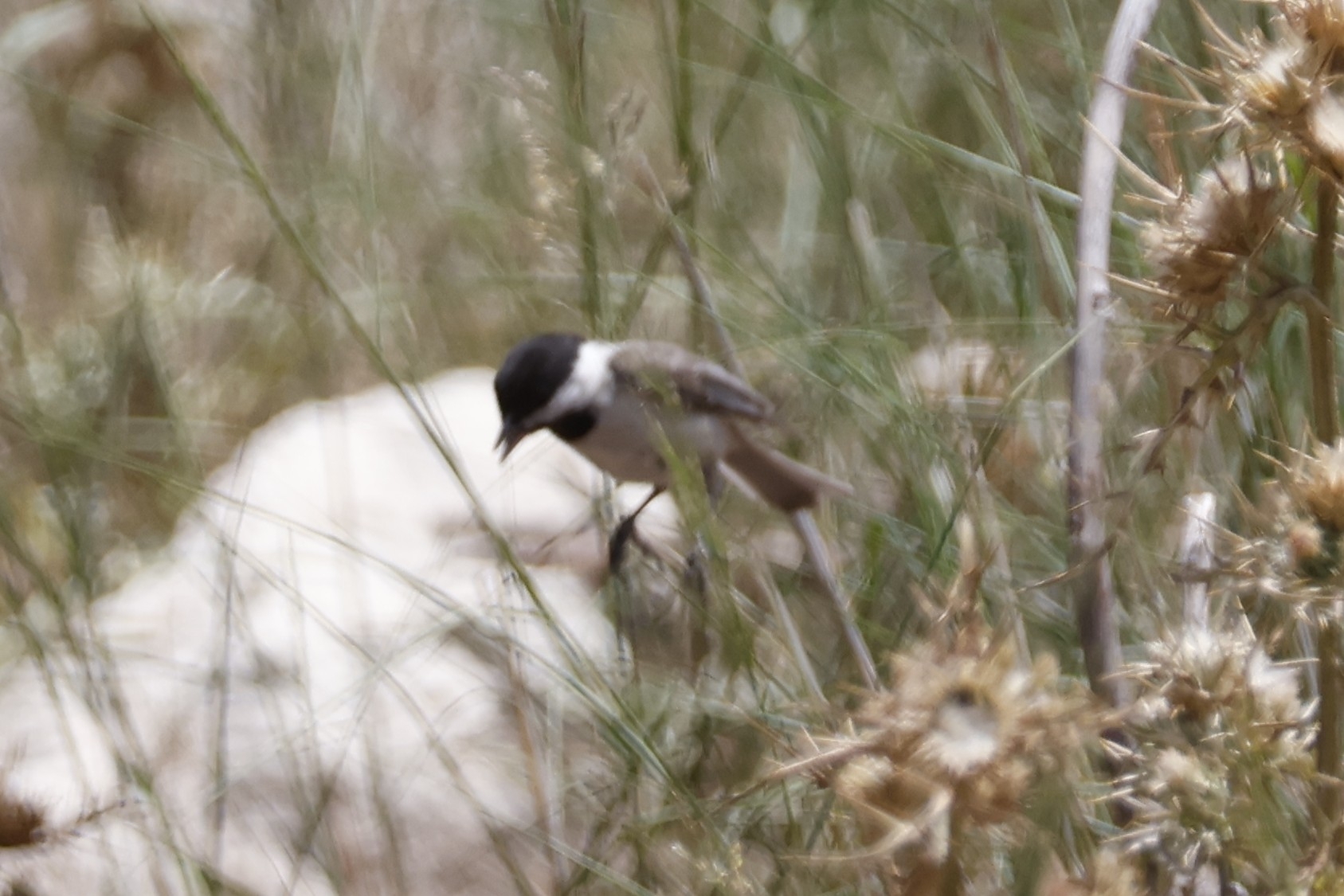 Sombre Tit (Poecile lugubris), photo 7