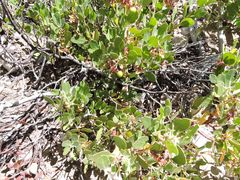 Arctostaphylos parryana