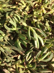 Carpobrotus edulis