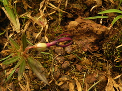 Ceropegia jainii