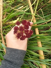 Sanicula bipinnatifida