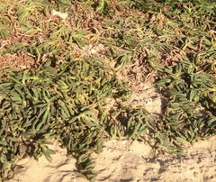 Carpobrotus edulis