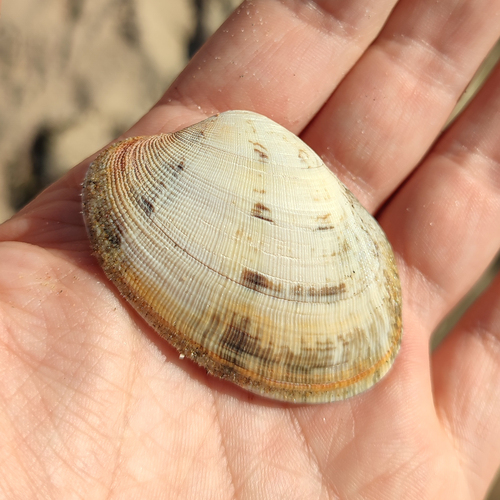 grooved carpet shell