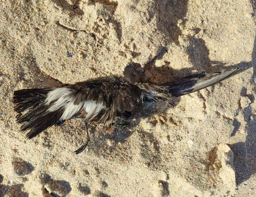 European Storm-Petrel, Miño, 15630 Miño, A Coruña, Spain, photo 10 of 10