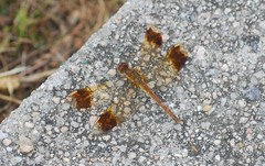Sympetrum pedemontanum