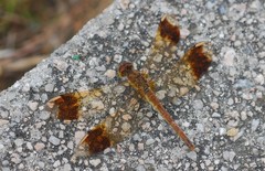 Sympetrum pedemontanum