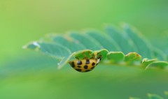 Harmonia axyridis