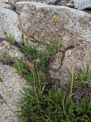 Raillardella scaposa