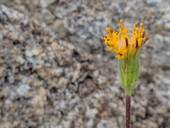 Raillardella scaposa