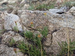 Raillardella scaposa