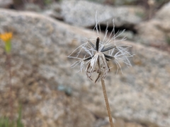 Raillardella scaposa