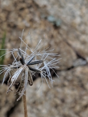 Raillardella scaposa