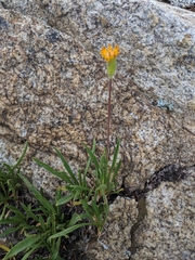 Raillardella scaposa