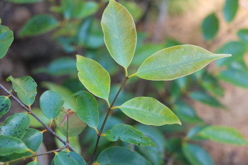 Landolphia myrtifolia, 2025-05-17