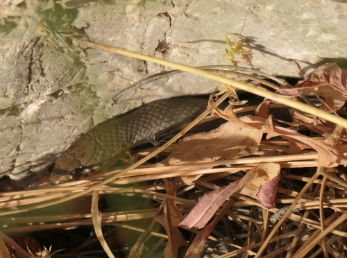 Ring-Headed Dwarf Snake