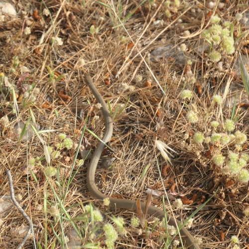 Ring-Headed Dwarf Snake