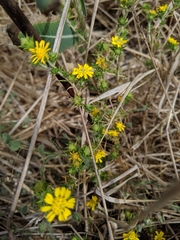 Centromadia fitchii
